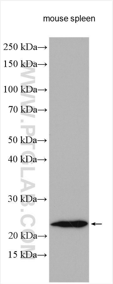 IL-24 Antibody in Western Blot (WB)