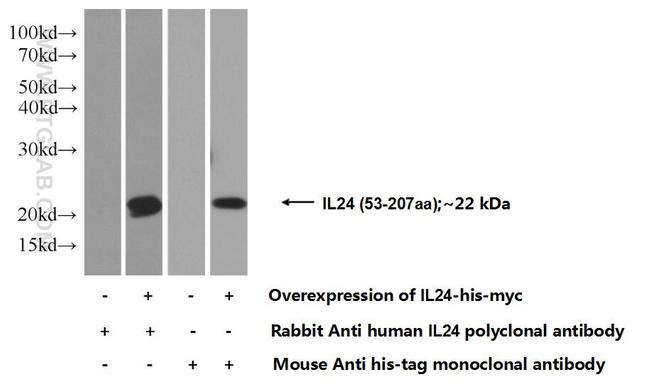 IL-24 Antibody in Western Blot (WB)