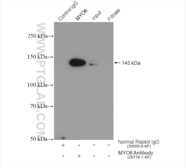 MYO6 Antibody in Immunoprecipitation (IP)