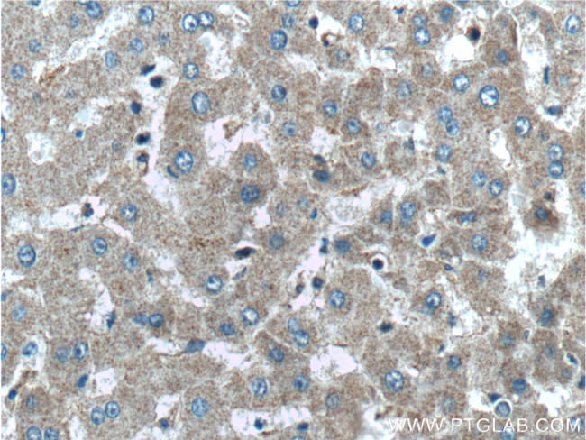 GCGR Antibody in Immunohistochemistry (Paraffin) (IHC (P))