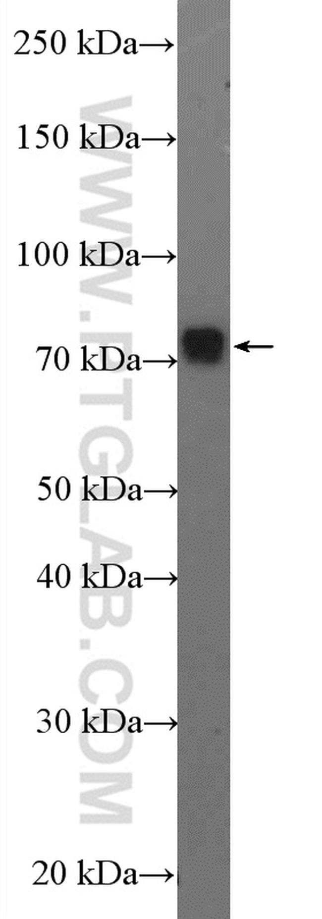 GPSM2 Antibody in Western Blot (WB)