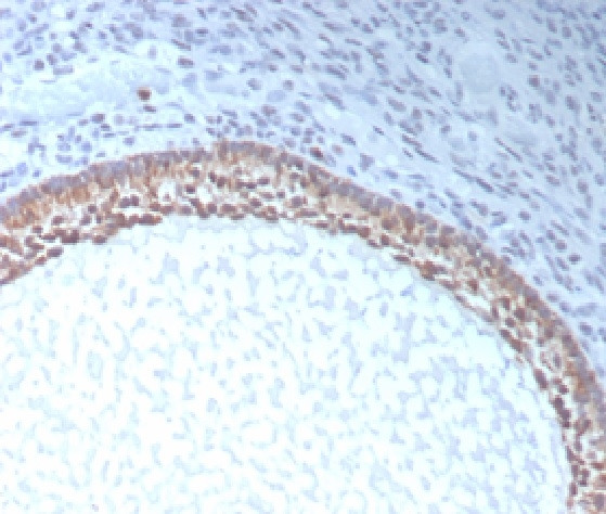 Anti Mullerian Hormone (AMH)/Mullerian Inhibiting Substance (MIS) Antibody in Immunohistochemistry (Paraffin) (IHC (P))