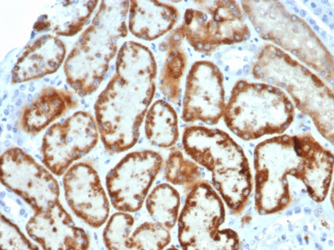 Anti Mullerian Hormone (AMH)/Mullerian Inhibiting Substance (MIS) Antibody in Immunohistochemistry (Paraffin) (IHC (P))