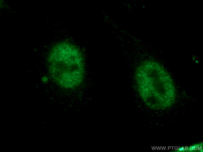 CRKRS Antibody in Immunocytochemistry (ICC/IF)