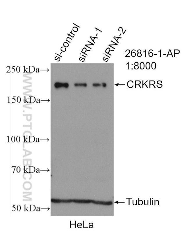 CRKRS Antibody in Western Blot (WB)