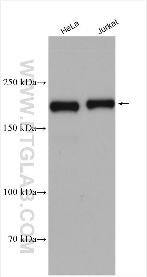 CRKRS Antibody in Western Blot (WB)