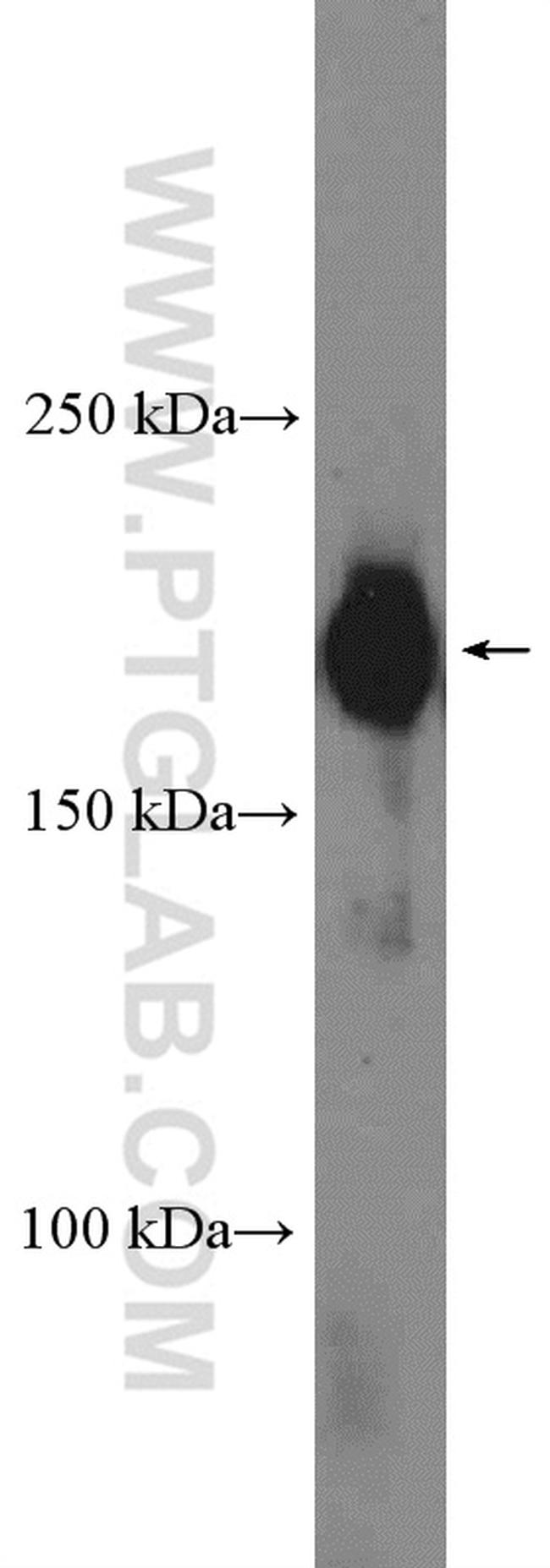 CRKRS Antibody in Western Blot (WB)