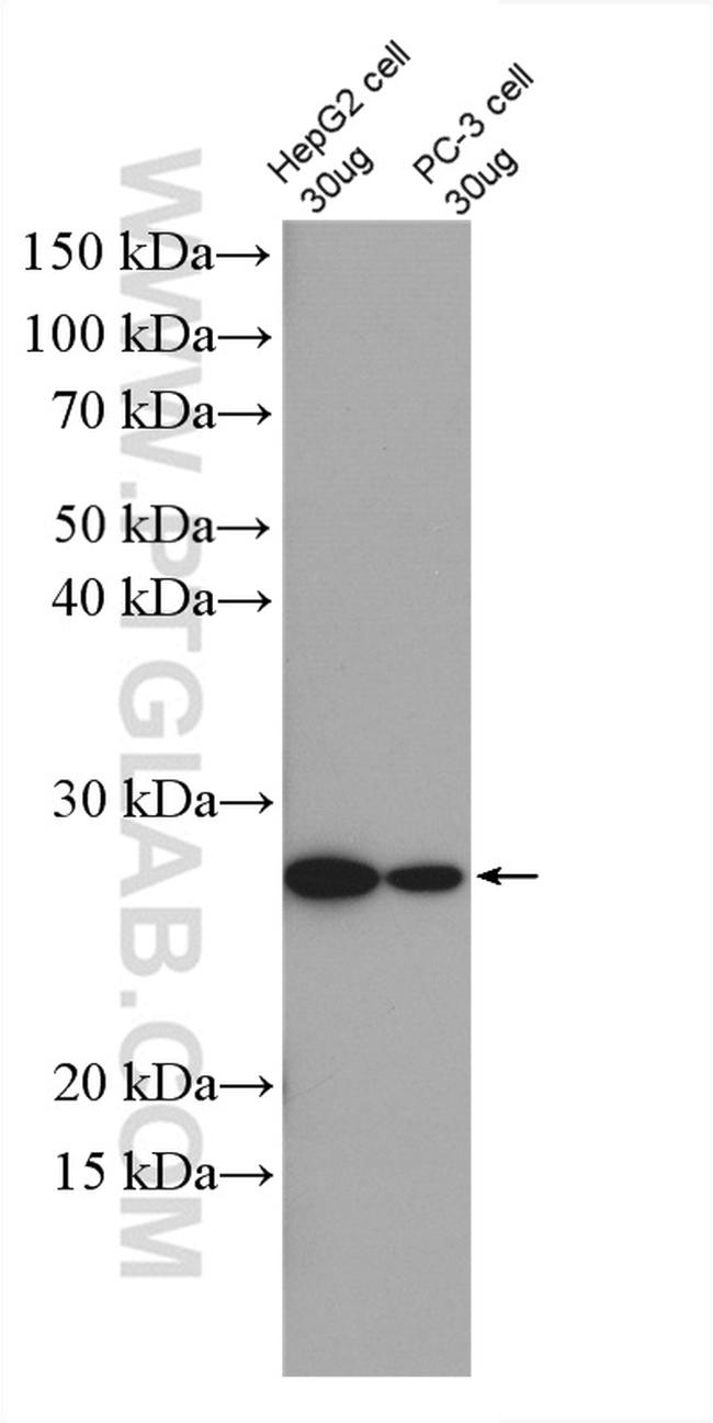 MRPS7 Antibody in Western Blot (WB)