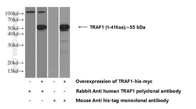 TRAF1 Antibody in Western Blot (WB)