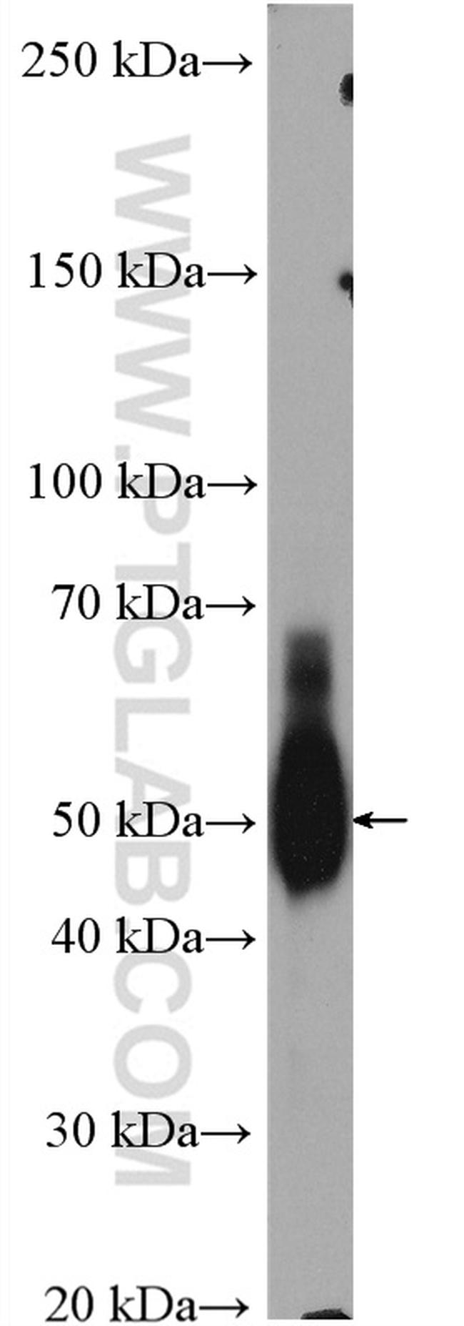 TRAF2 Antibody in Western Blot (WB)