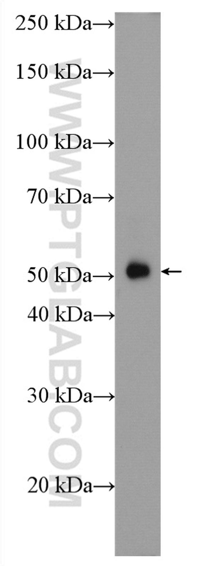 TRAF2 Antibody in Western Blot (WB)