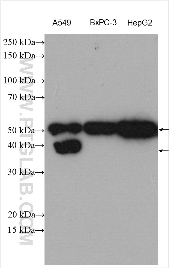 xCT Antibody in Western Blot (WB)