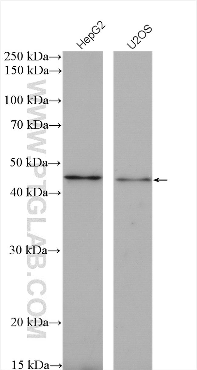 xCT Antibody in Western Blot (WB)