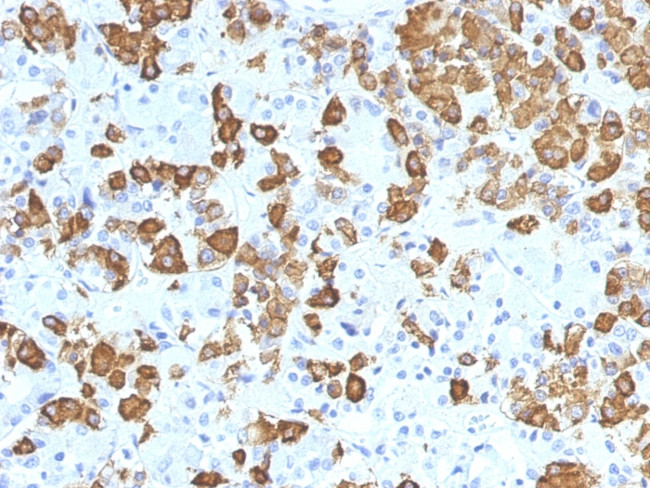 Growth Hormone Antibody in Immunohistochemistry (Paraffin) (IHC (P))