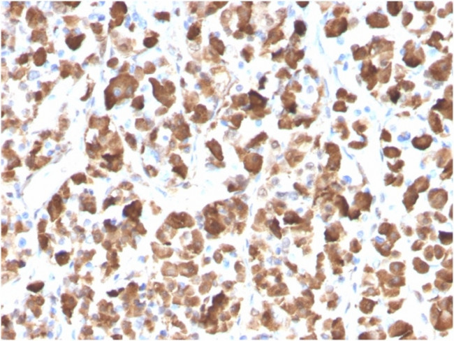 Growth Hormone (Pituitary Marker) Antibody in Immunohistochemistry (Paraffin) (IHC (P))