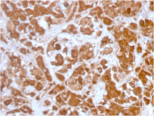 Growth Hormone (Pituitary Marker) Antibody in Immunohistochemistry (Paraffin) (IHC (P))