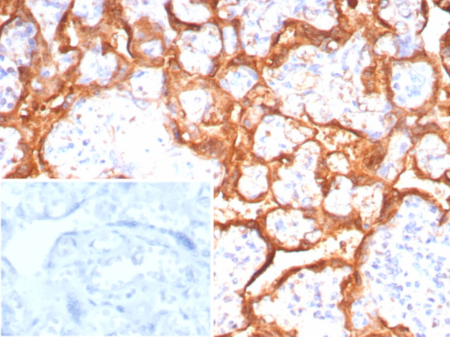 Growth Hormone (Pituitary Marker) Antibody in Immunohistochemistry (Paraffin) (IHC (P))