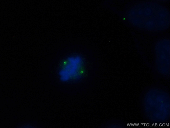 CNTROB Antibody in Immunocytochemistry (ICC/IF)