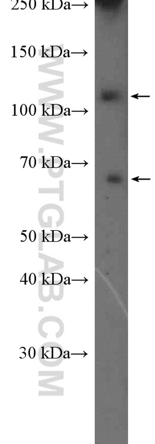 CNTROB Antibody in Western Blot (WB)