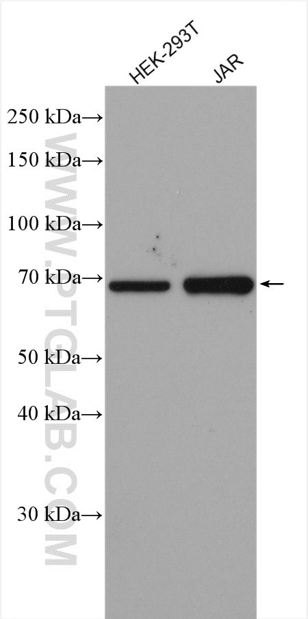 HGF alpha Antibody in Western Blot (WB)