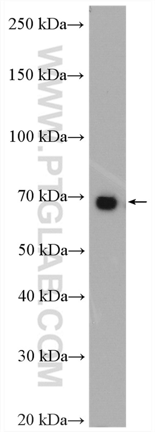 HGF alpha Antibody in Western Blot (WB)