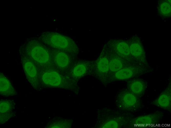 HNRNPM Antibody in Immunocytochemistry (ICC/IF)