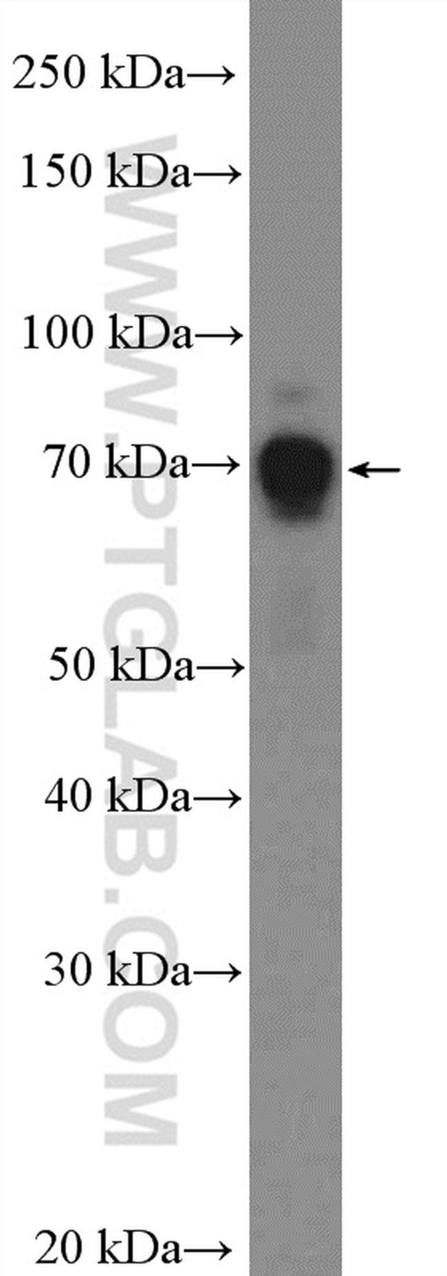 PKC zeta Antibody in Western Blot (WB)