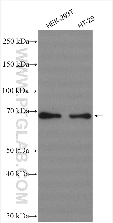 PKC zeta Antibody in Western Blot (WB)