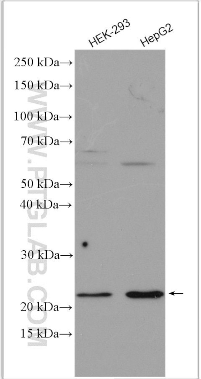 Claudin 2 Antibody in Western Blot (WB)