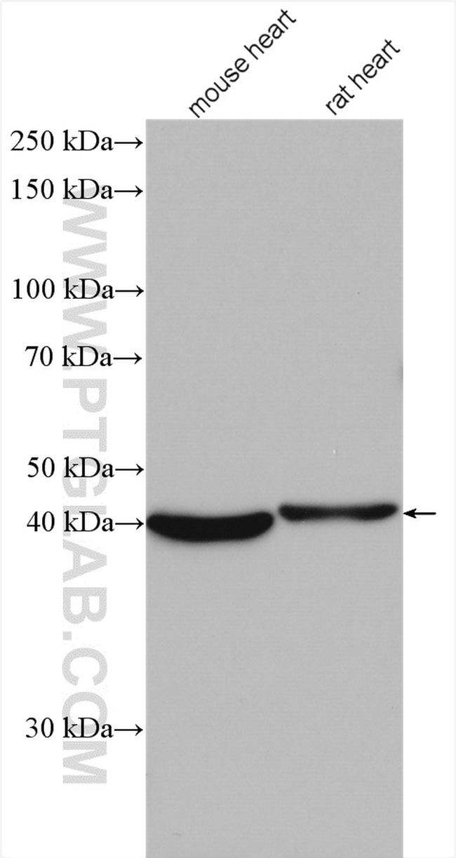 VEGFD Antibody in Western Blot (WB)