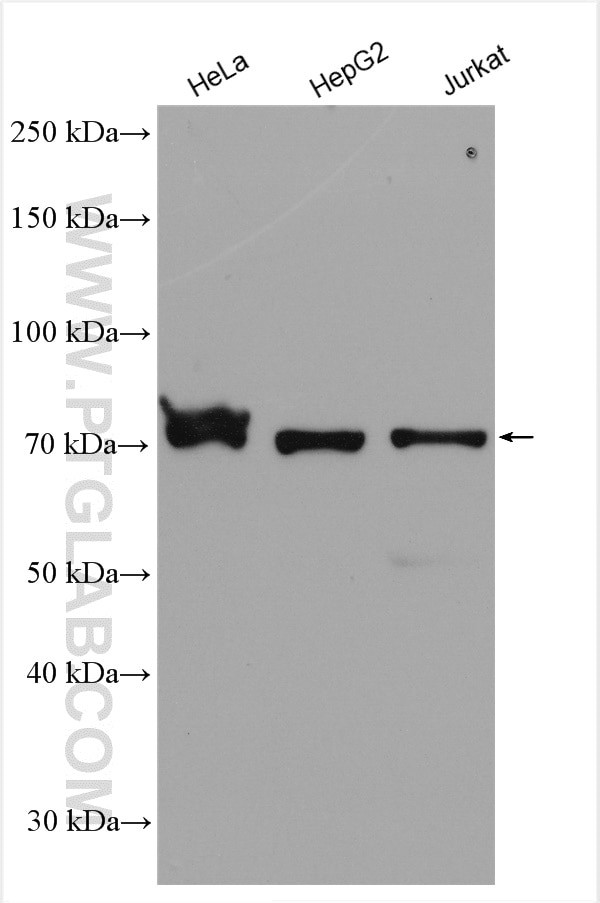 CCNK Antibody in Western Blot (WB)