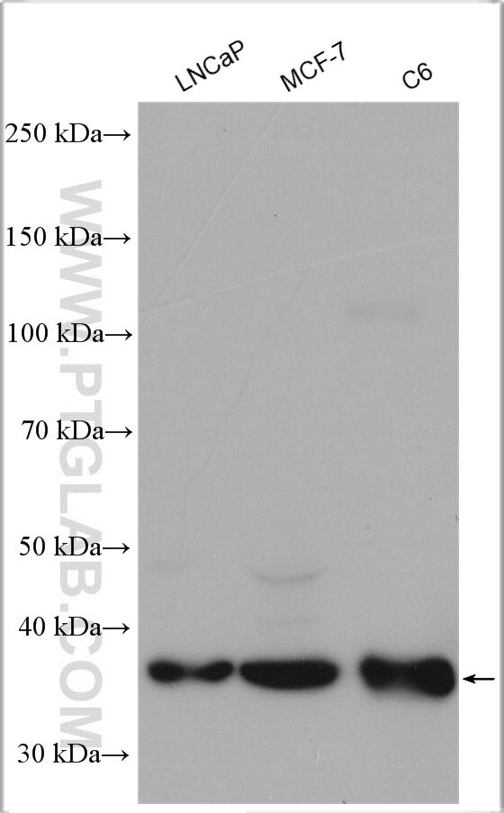 Cyclin D1 Antibody in Western Blot (WB)