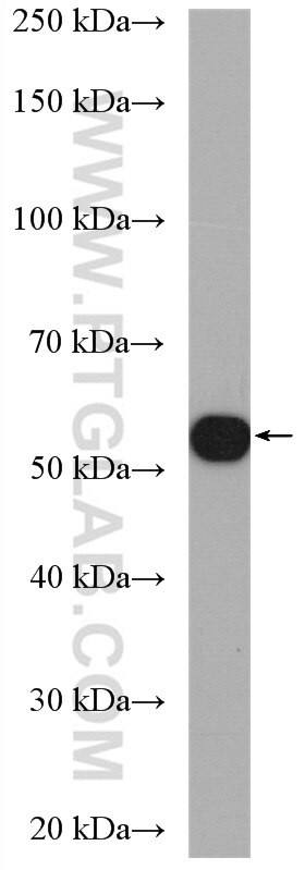 Perilipin 5 Antibody in Western Blot (WB)