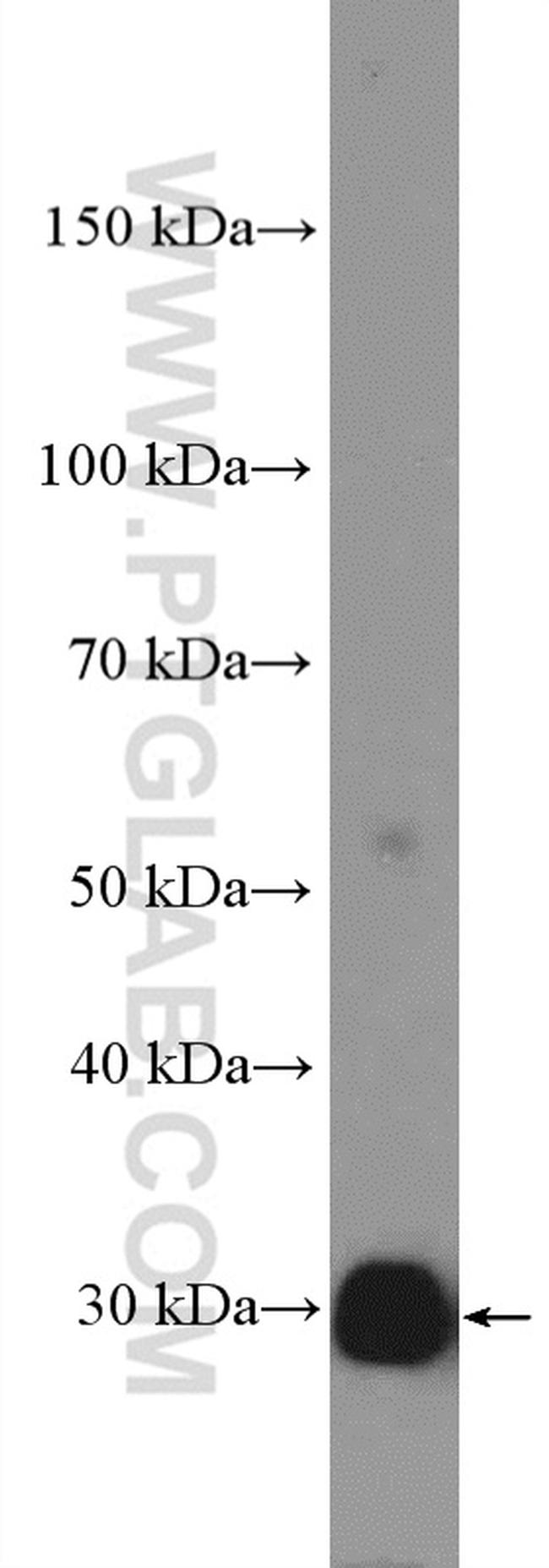 Bcl-XL Antibody in Western Blot (WB)