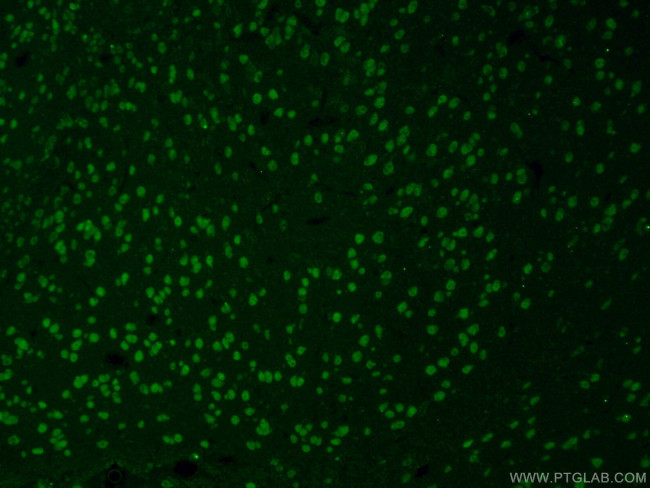 NeuN Antibody in Immunohistochemistry (PFA fixed) (IHC (PFA))