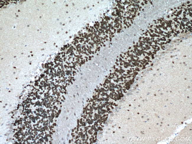 NeuN Antibody in Immunohistochemistry (Paraffin) (IHC (P))