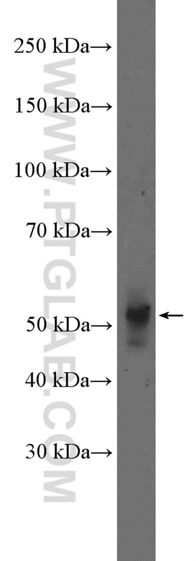 NeuN Antibody in Western Blot (WB)