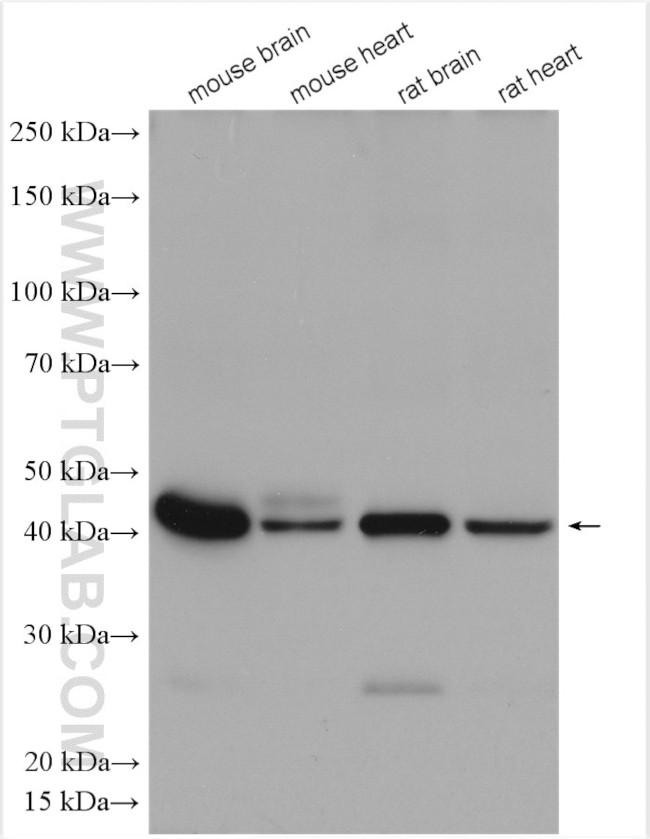 Connexin 43 Antibody in Western Blot (WB)