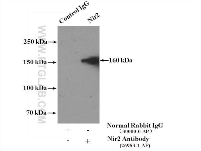 Nir2 Antibody in Immunoprecipitation (IP)