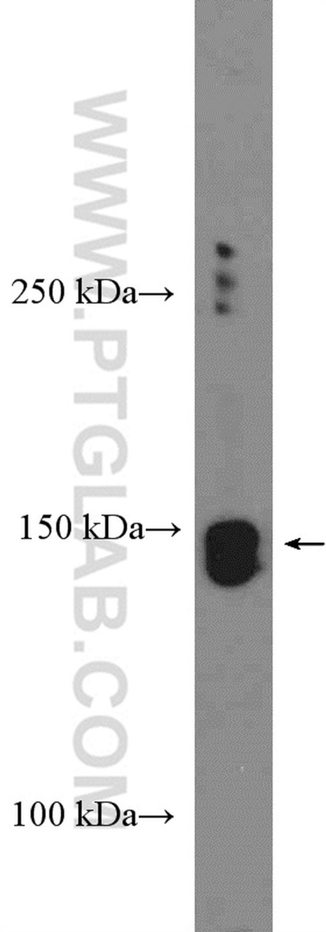 Nir2 Antibody in Western Blot (WB)