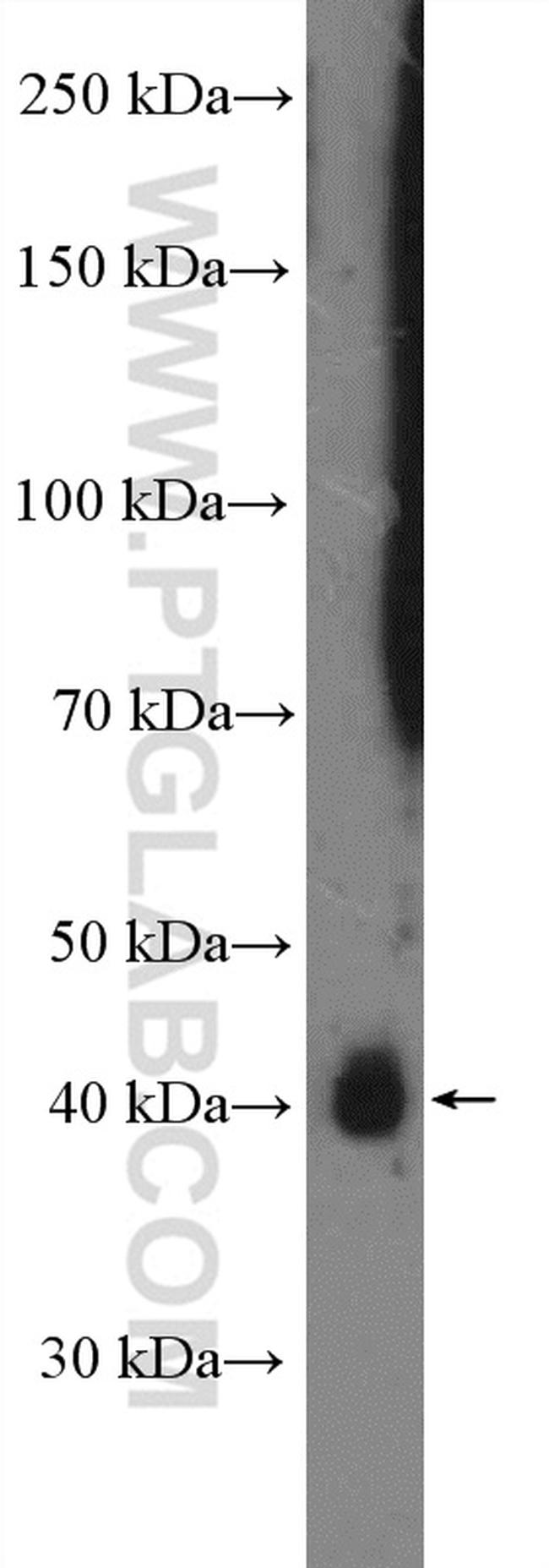 RRAGC Antibody in Western Blot (WB)