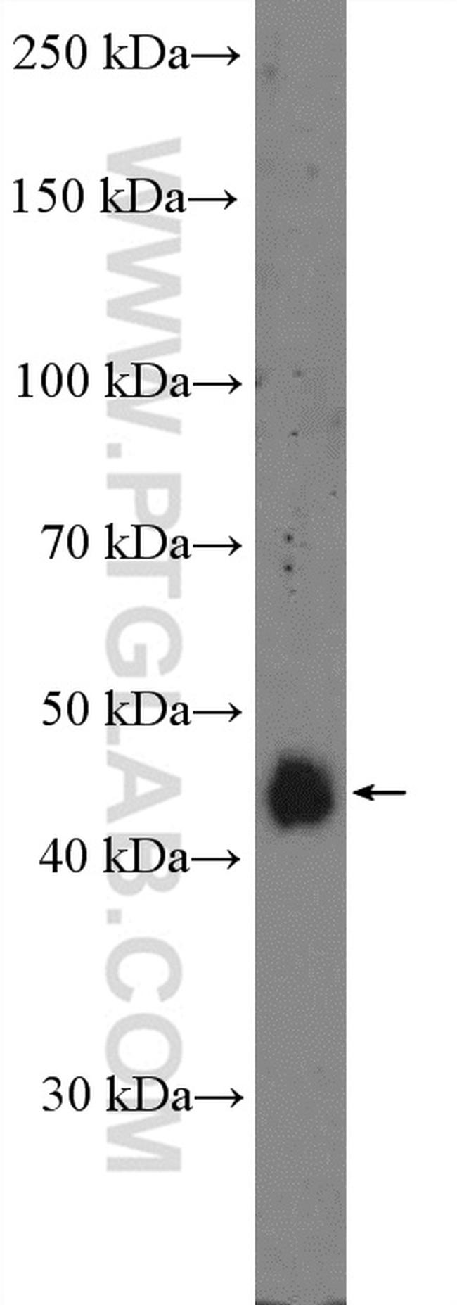 RRAGC Antibody in Western Blot (WB)