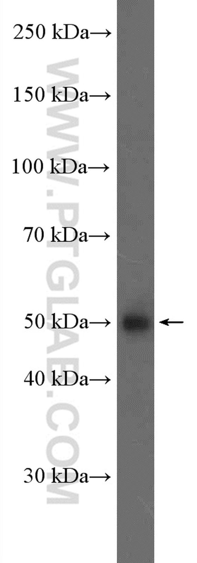 RRAGC Antibody in Western Blot (WB)