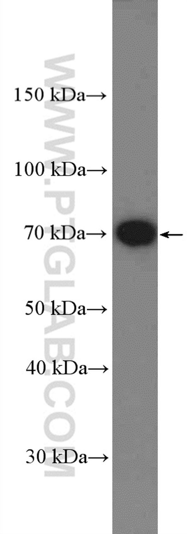 LRRTM3 Antibody in Western Blot (WB)