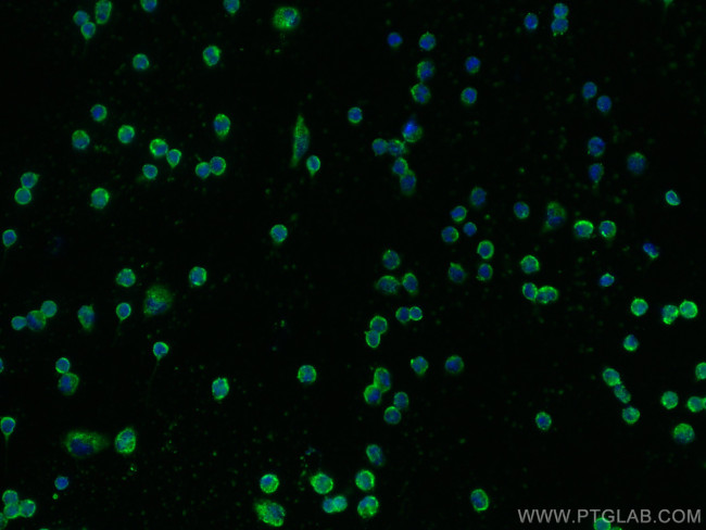 EMR1 Antibody in Immunocytochemistry (ICC/IF)