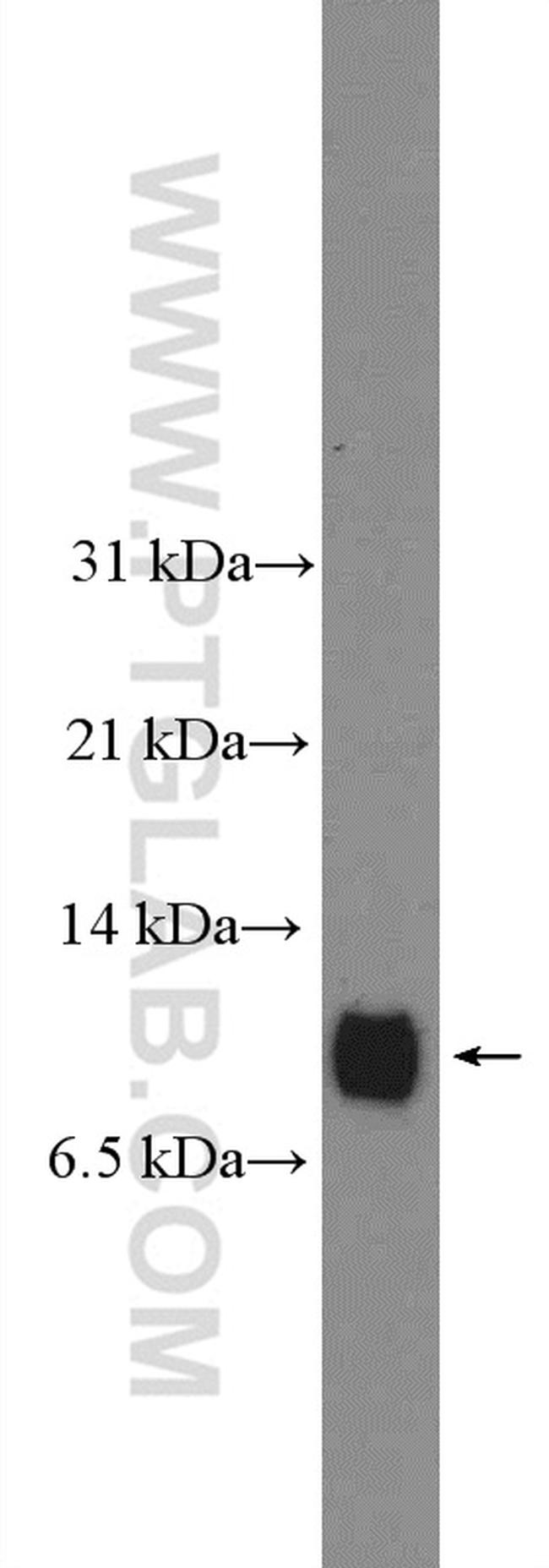 APOC2 Antibody in Western Blot (WB)
