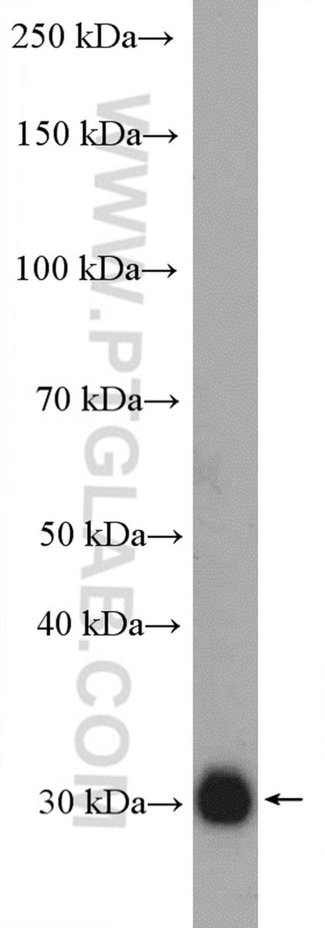 XKRX Antibody in Western Blot (WB)