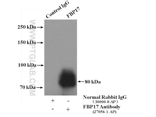 FBP17 Antibody in Immunoprecipitation (IP)