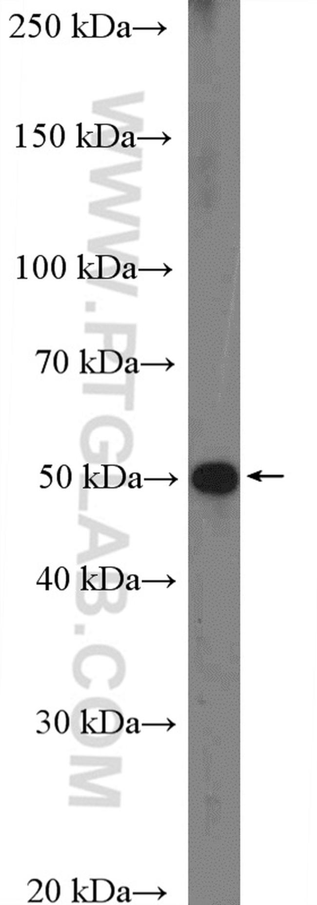 TANK Antibody in Western Blot (WB)