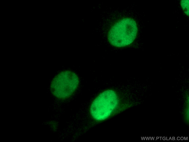 RAD21 Antibody in Immunocytochemistry (ICC/IF)